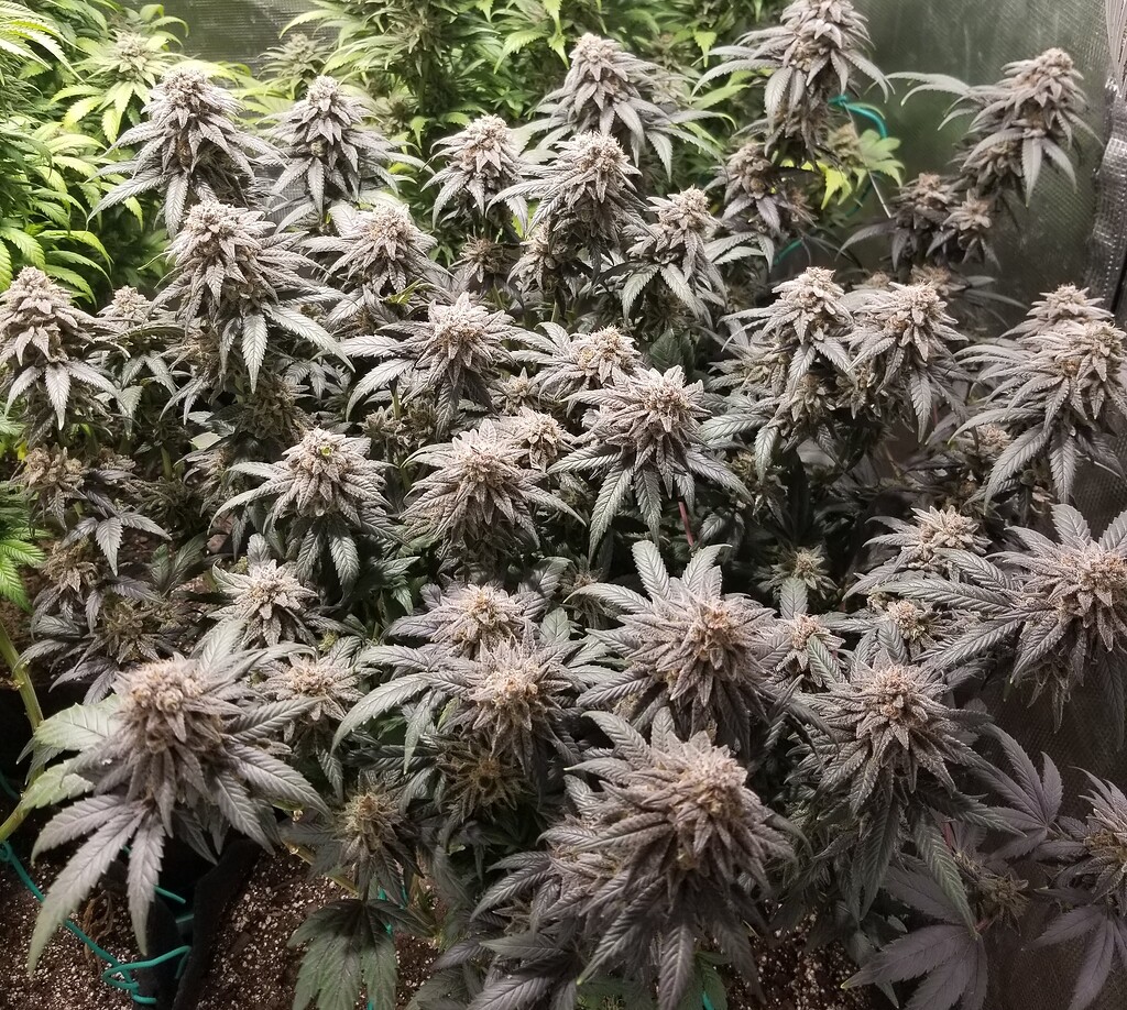 Banana hammock Show Off Your Buds! ETHOS Community