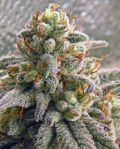 mnjDay56lores - Copy