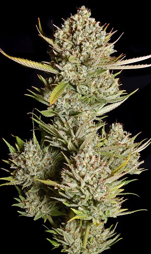 LBCogBx1-harv_lores - Copy