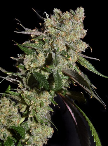 CherryG-cola1--LORES - Copy