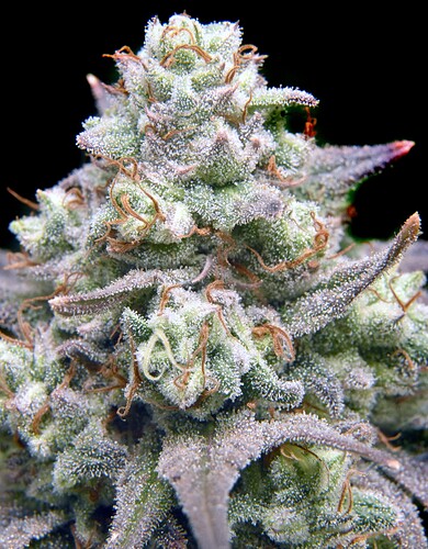 mnjDay56lblores - Copy