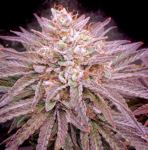 PurpZkittleLORES - Copy