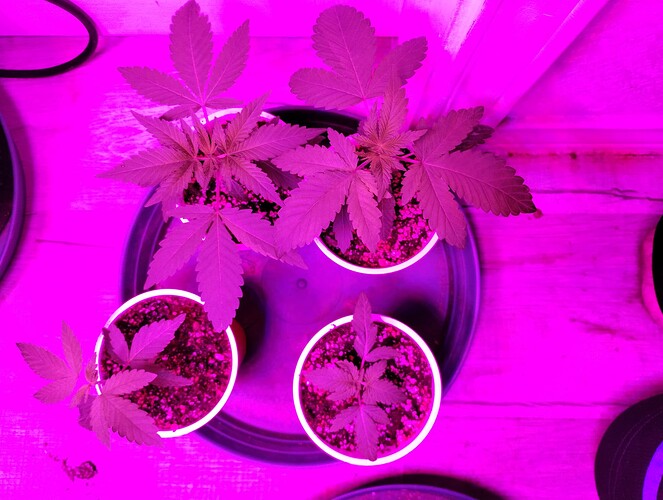 IMG_20251024_050152938