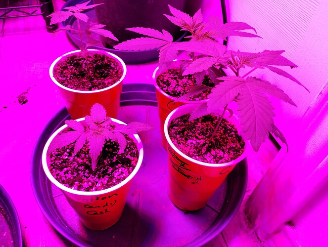 IMG_20251024_050200513