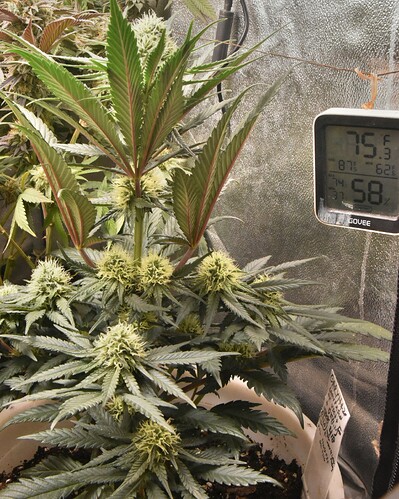 GaryHazePrey-lores - Copy