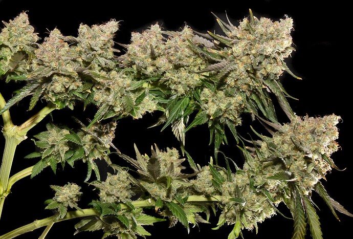 CherryG-colasLORES - Copy