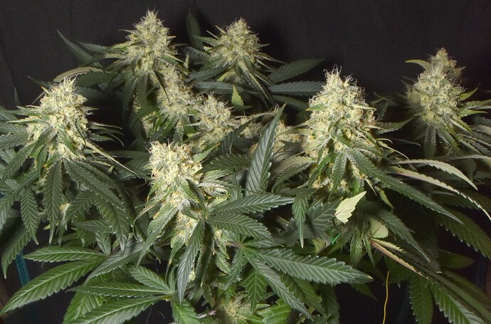 CherryOverall-lores - Copy