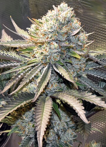 GaryHaze-ps_edited-LORES - Copy