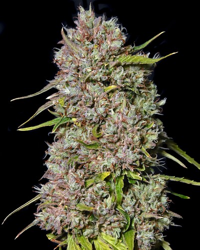 upayaAUTO6lores - Copy